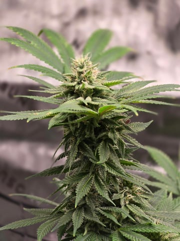 First grow — flower, day 98