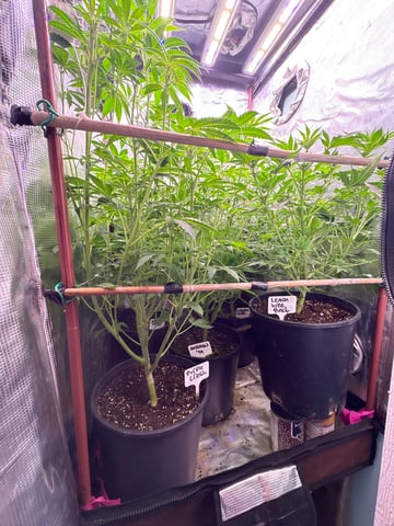 first grow in new 2x2 — flower, day 73