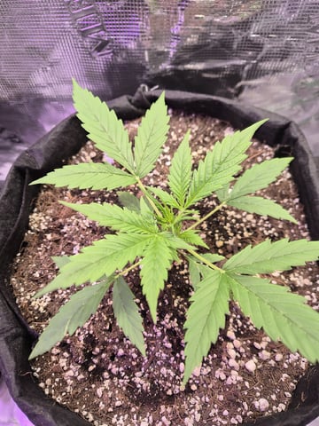 Kalini Asia Auto  — flower, day 43