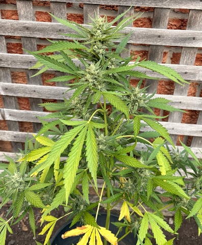 Muliflex — flower, day 81