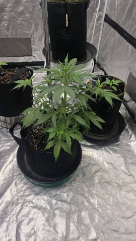 A Wonderful Cycle — flower, day 1