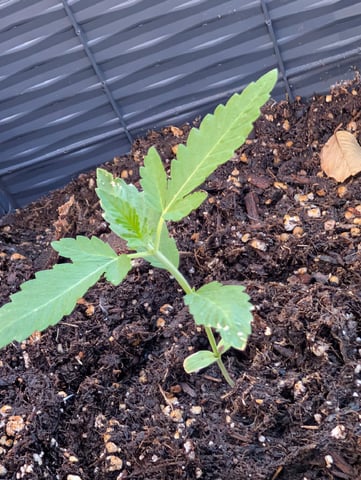 Galicane Fem — vegetative, day 20
