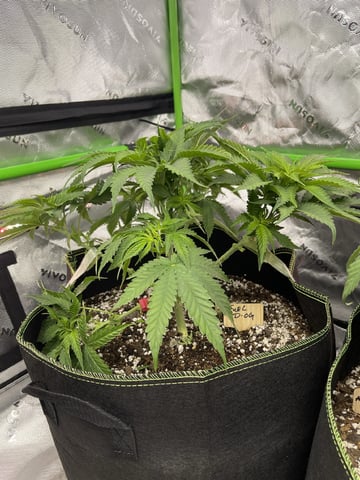 Phx_Freedom — vegetative, day 20