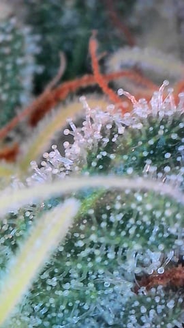 Dante's Inferno Rerun — flower, day 140