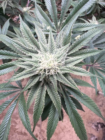 Gelly Mama and Sugar Tree — flower, day 195