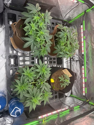 First Grow – Learning Every Day