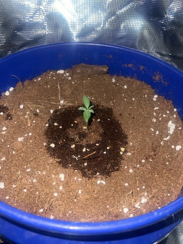 SOUR APPLE (2nd attempt) — seedling_rooting, day 15