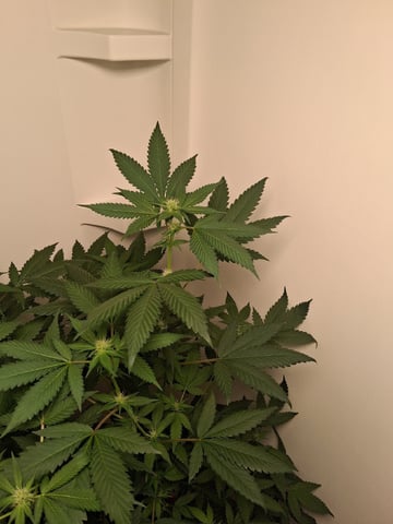 S&D  First Grow — flower, day 56