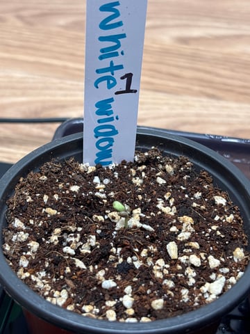 3 white widow and 3 lemoncello haze