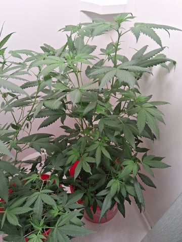 S&D  First Grow — flower, day 47
