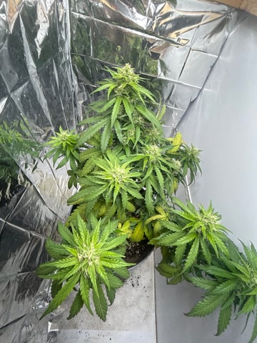 2nd grow — vegetative, day 51