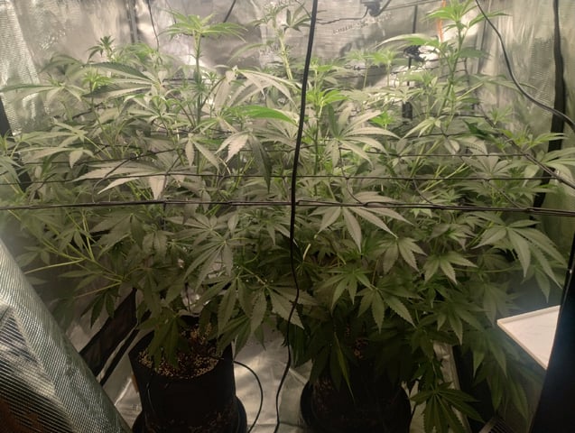 Photo Time📸🕞 — flower, day 69