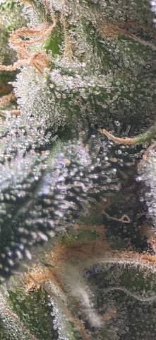 strawberry guava bx — flower, day 28