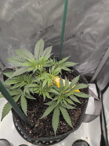 memphisto 3 bears OG, ethos high note r1 — flower, day 35
