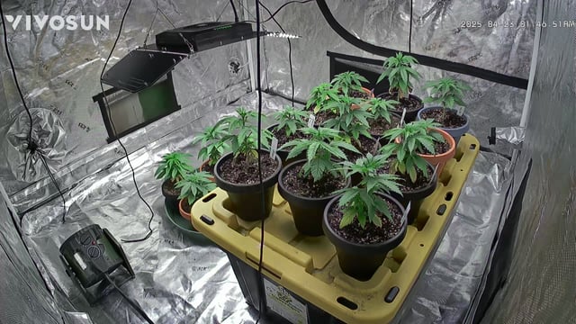 outdoor start/indoor 2025 — vegetative, day 36