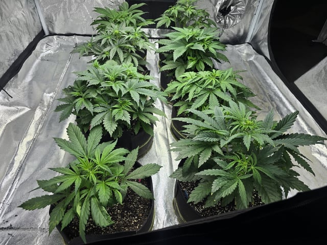 Autos AGAIN — vegetative, day 34