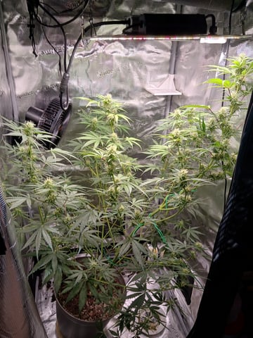 black gorilla feminized  — flower, day 28