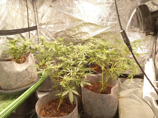 Blueberry critical kush x purple peyote wifi  and one L.a kush cake . — seedling_rooting, day 9