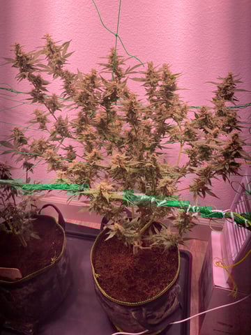 pineapple Express  — flower, day 27