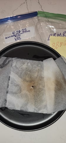 Here We Grow... — germination, day 5