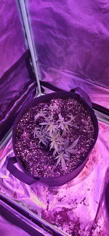 blue dream first grow  — seedling_rooting, day 38