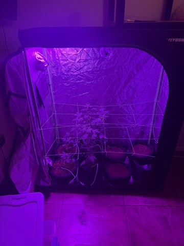 My First Grow — grow_setup, day 1