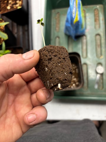 Pink Passion Fruit — seedling_rooting, day 6