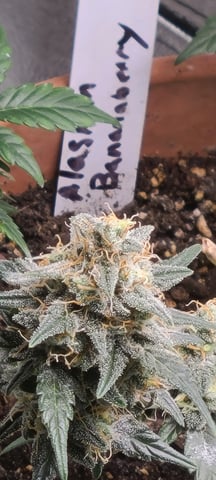 Alaskan bananaberry auto — flower, day 64