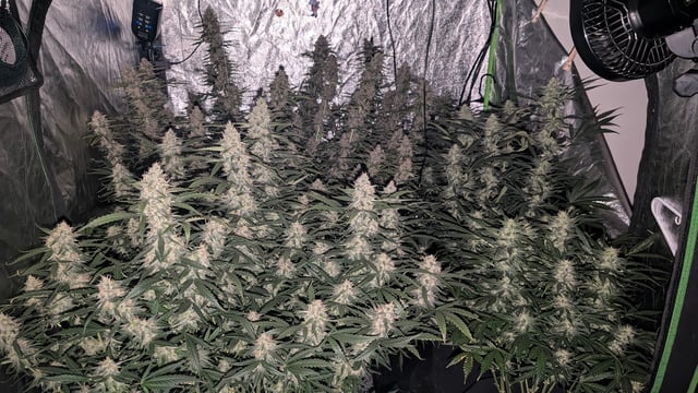 Strawberry Cheesecake Seedsman Seeds Autoflowers x2 — flower, day 85