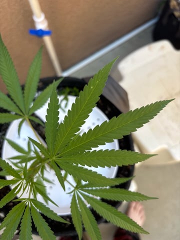 Poison Rainbows — vegetative, day 99