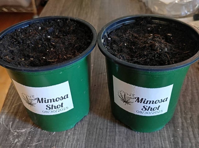 Mimosa Shot — seedling_rooting, day 4