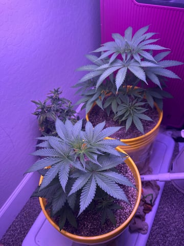 3rd grow  — vegetative, day 40