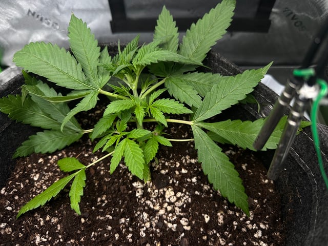 Ztrawberriez (Auto) 2026 - 1 — vegetative, day 26
