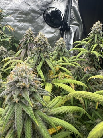 7 Strains 14 Plants  — flower, day 148