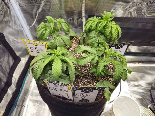 Crushberry Sugar — vegetative, day 26