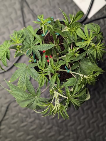 EG/SM/SG/CW — vegetative, day 31
