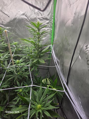 First Time — flower, day 47