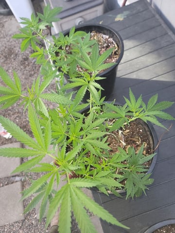 Ghetto Growing — grow_setup, day 22