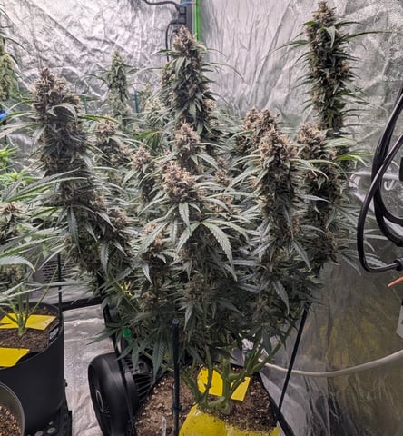 Mixed Grow — flower, day 78