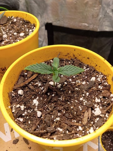 First Grow — grow_setup, day 2