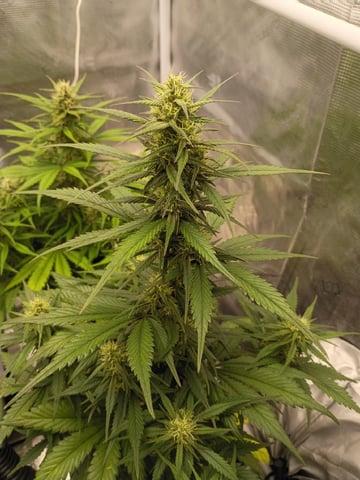 FastBuds-Auto Mix Pack-Quad Mystery — flower, day 45