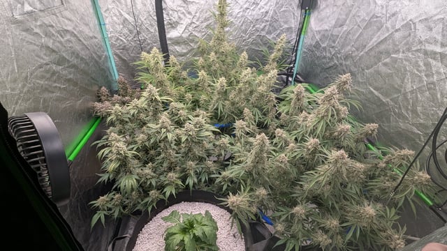Perpetual Autoflower Mixed Grow #3 — flower, day 74