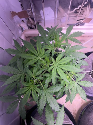 FIRST AUTO RUN — auto, day 1