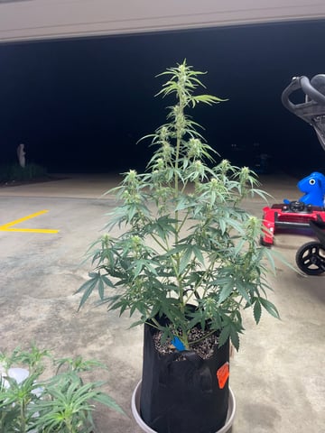 2nd Grow Ever — flower, day 39