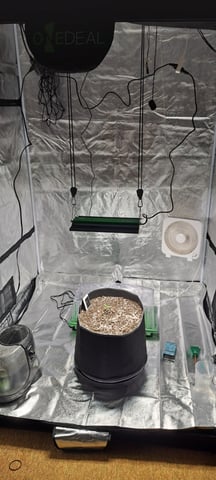 Hawaiian Haze  — seedling_rooting, day 3