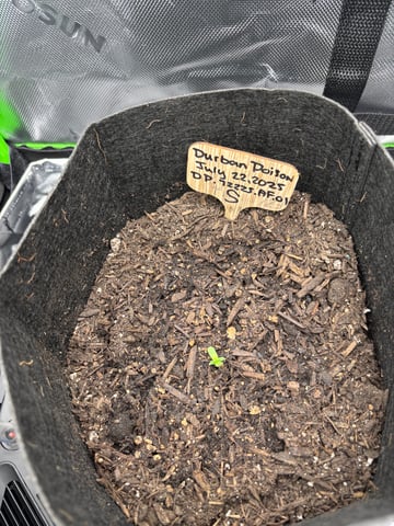 Round 1 — seedling_rooting, day 11