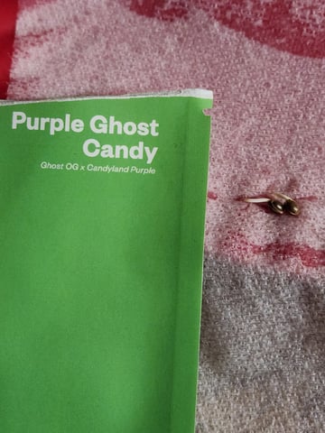 My First Indoor Grow — seedling_rooting, day 14