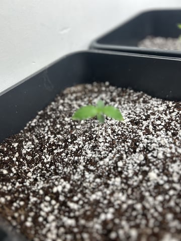 Northern Lights Auto x 4 — vegetative, day 5