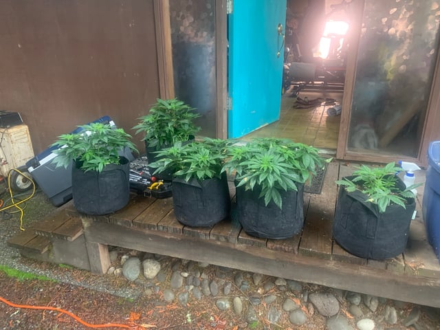 Trunked — vegetative, day 33