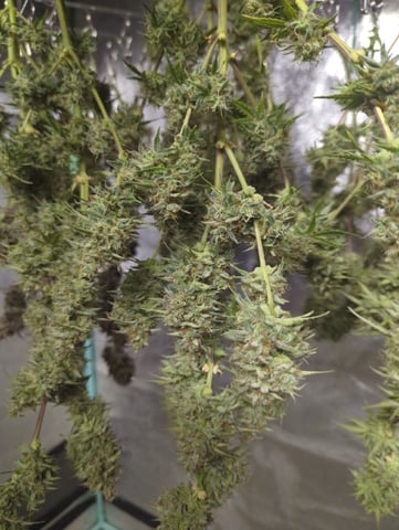 Autos — harvest, day 78